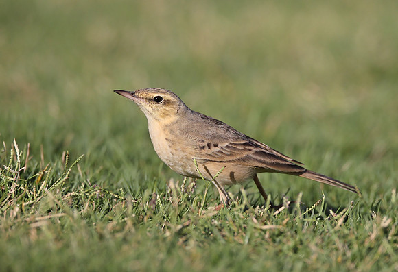 Tawny Pipit
