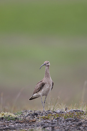 Whimbrel