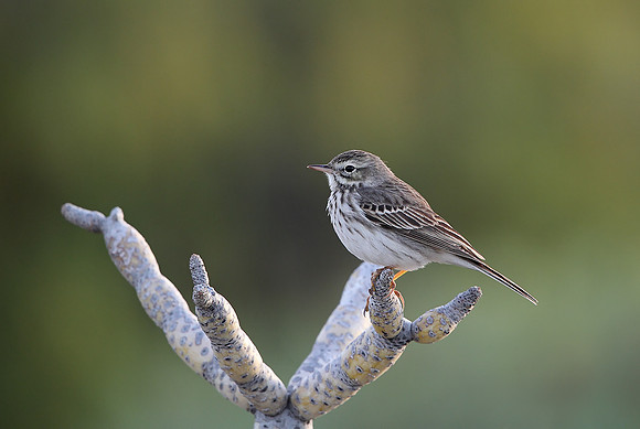 Berthelot's Pipit