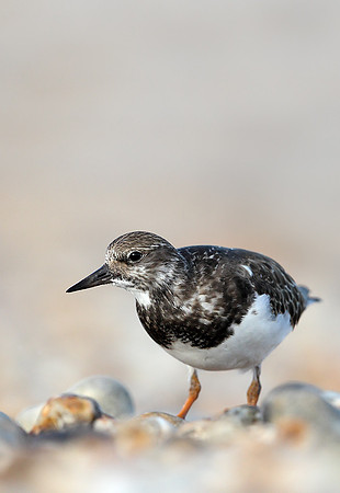 Turnstone