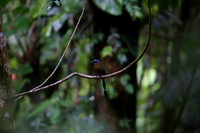 Rainforest #3