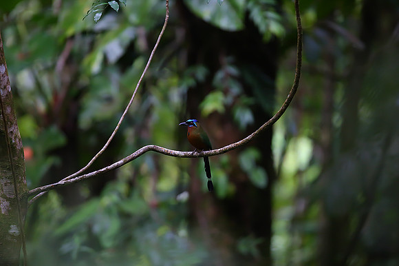 Rainforest #3