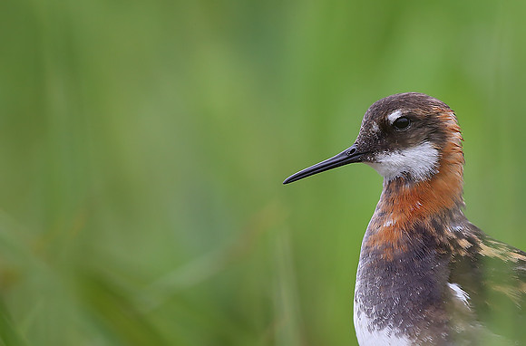 Red-necked Phalarope