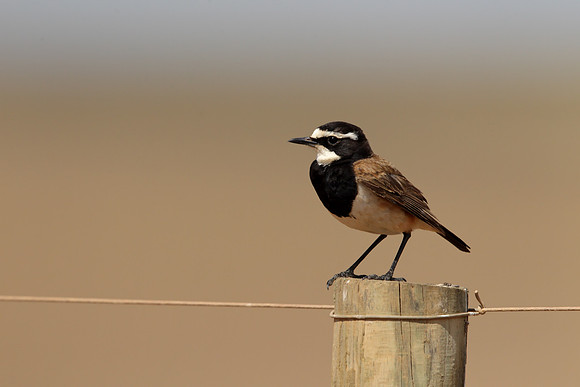 Capped Wheatear