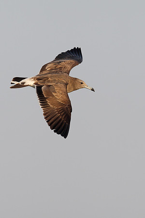 Sooty Gull