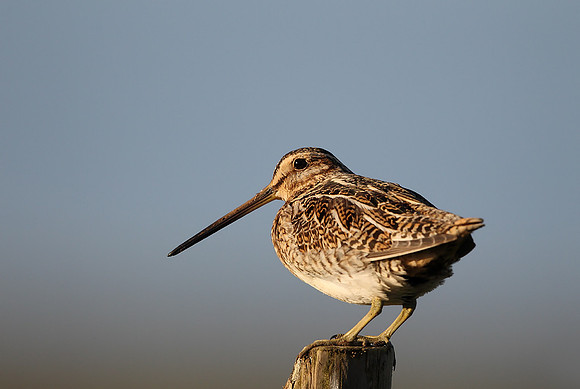 Snipe