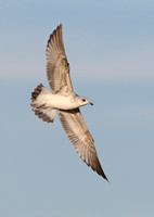 Gulls