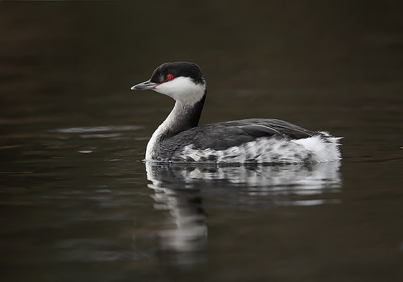 Slavonian Grebe