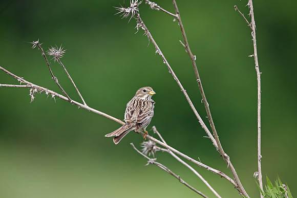 Corn Bunting