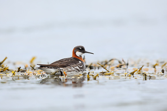 Red-necked Phalarope