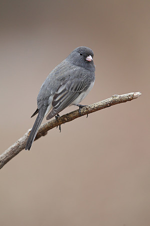 Dark-eyed Junco