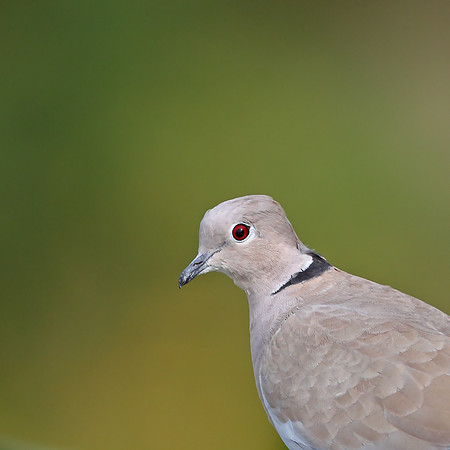Collared Dove