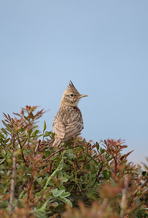 Crested Lark