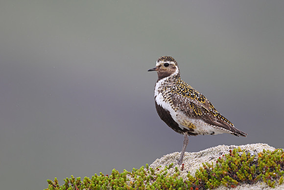 Golden Plover