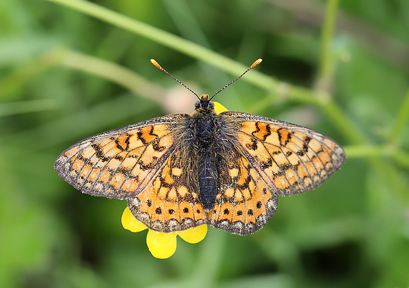 Marsh Fritillary
