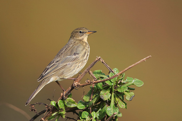 Rock Pipit