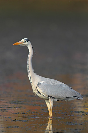 Grey Heron