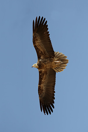 Egyptian Vulture