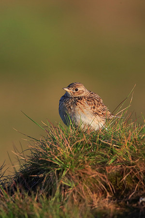 Skylark