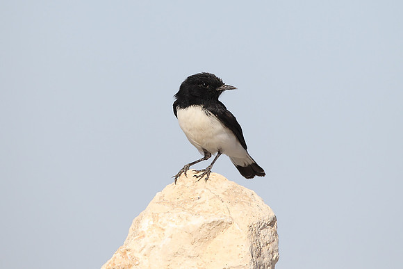Hume's Wheatear