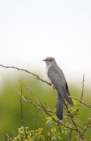 Cuckoo