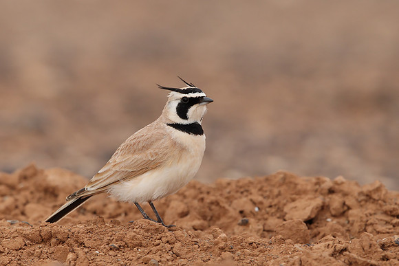 Temminck's Lark