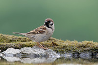 Tree Sparrow