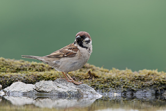 Tree Sparrow