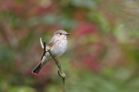 Spotted Flycatcher