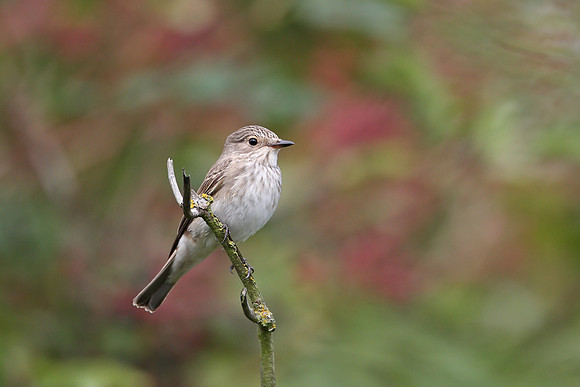 Spotted Flycatcher