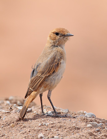 Red-rumped Wheatear