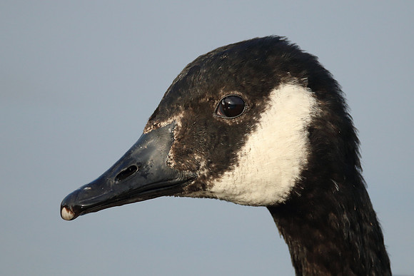 Canada Goose