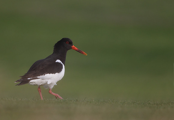 Oystercatcher