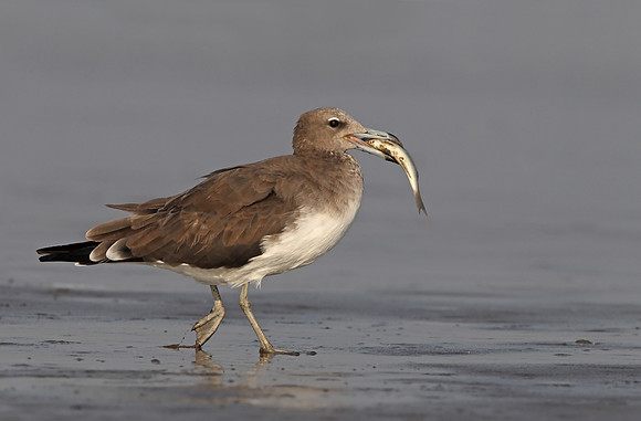 Sooty Gull