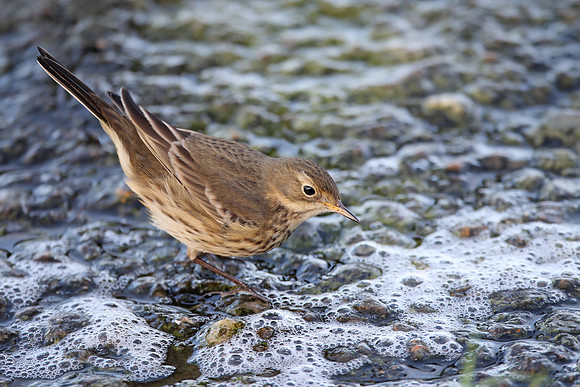 Buff-bellied Pipit