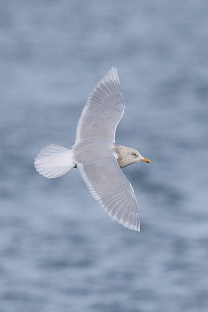 Iceland Gull