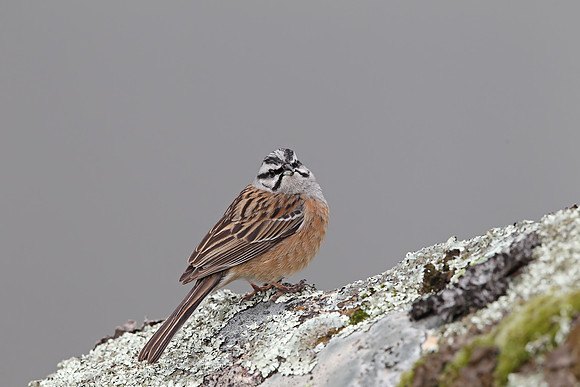 Rock Bunting