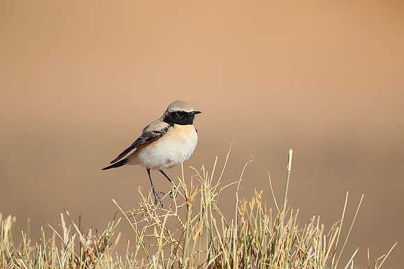 Desert Wheatear