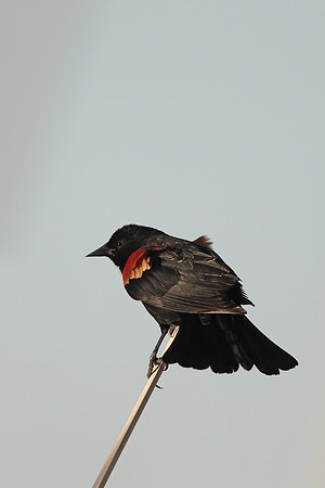 Red-winged Blackbird