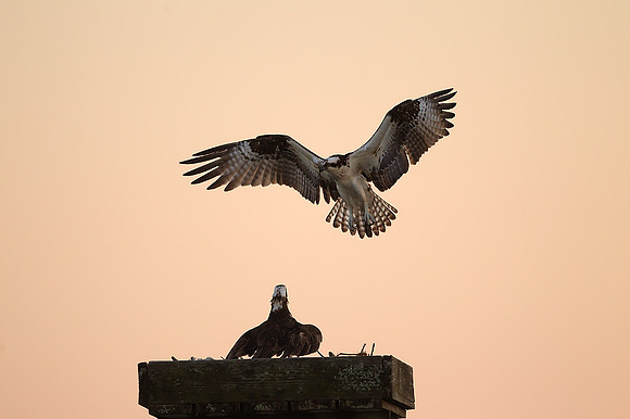 Osprey