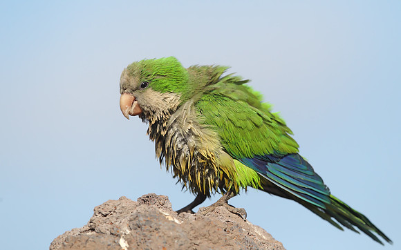 Monk Parakeet