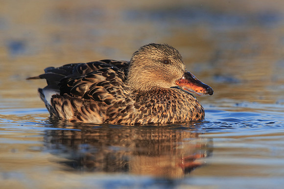 Gadwall