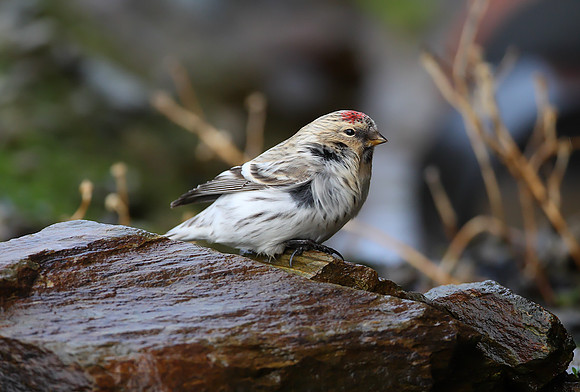 Hornemann's Arctic Redpoll