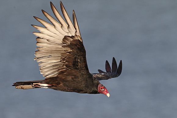Turkey Vulture