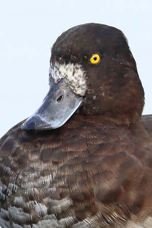 Tufted Duck