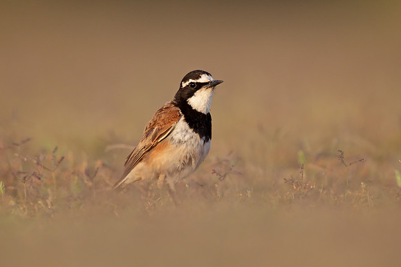 Capped Wheatear