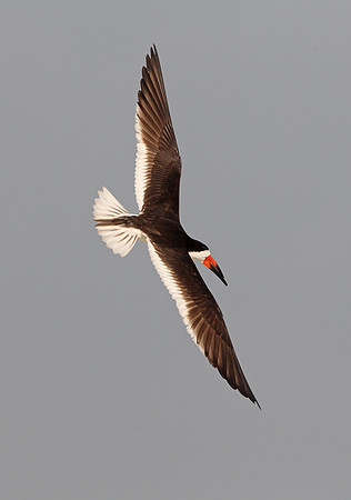 Black Skimmer