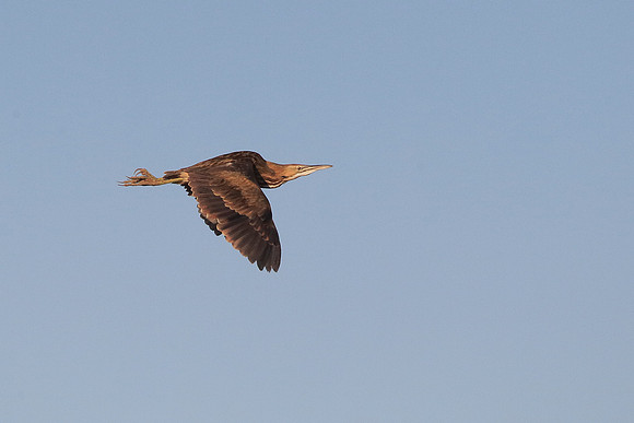American Bittern