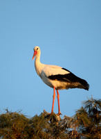 Storks