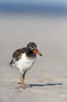 American Oystercatcher